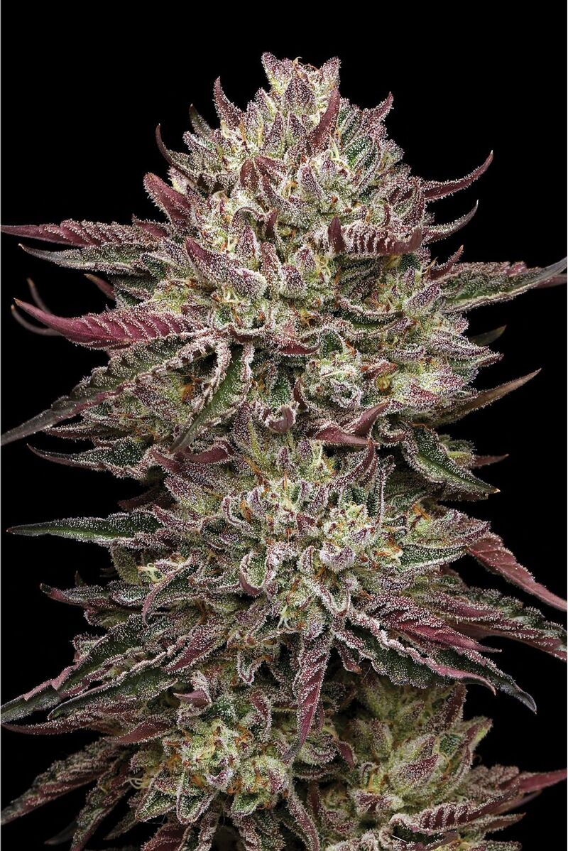 Chicken n’ Wafflez, Фасовка: 3, изображение 2